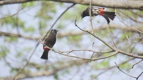 Two Red Vented Bulbuls Interacting with each other in slow motion Video stock 88074407