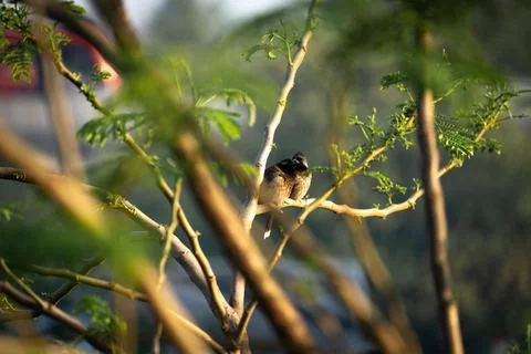 Two Red-vented Bulbuls Sitting Close on Branch in Golden Light Fotos de archivo