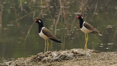 Two Red-wattled Lapwings on the edge of a lake in Thailand Stockbeeldmateriaal 268412668