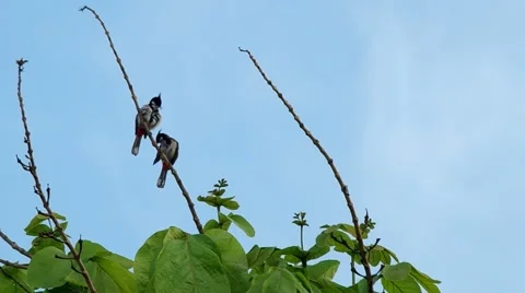 Two red-whiskered bulbul are relaxing Stock Footage 49323170