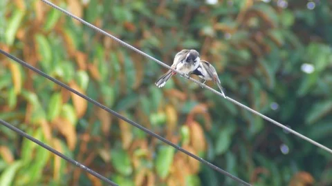Two Red-whiskered bulbul cleaning their wings Stock Footage 85233605