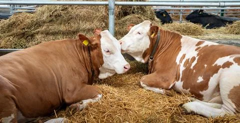 Two red-white cows lying on ground and resting in agricultural bio farm. Brea Foto stock