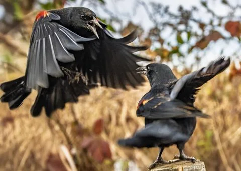 Two red-winged blackbirds engage in lively aerial display during spring in .. Stock Photos