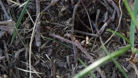Two red wood ants working together to drag a large twig up the mount Stock Footage 90384744