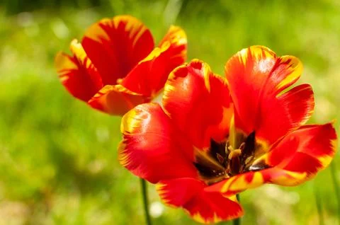 Two red yellow tulips. Stock Photos