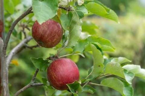 Two reddish-brown apples hang from a branch with fresh foliage. 스톡 사진