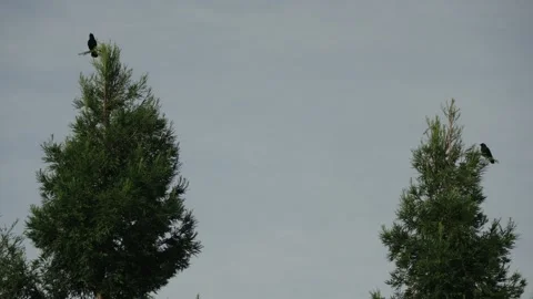 Two redwood trees each with a crow on top Stock Footage 296572226