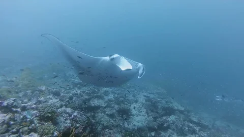 Two Reef Manta Ray - Manta alfredi emerges swims over coral reef, Stock Footage 76254712