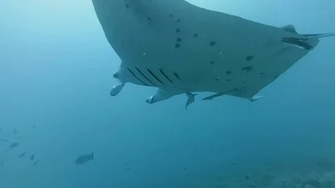 Two Reef Manta Ray - Manta alfredi emerges swims in blue water over coral reef, Stock Footage 76255537