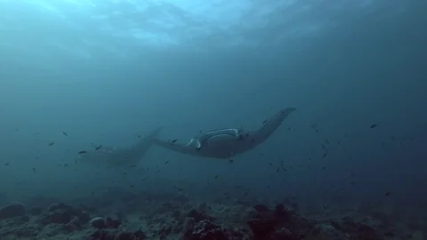 Two of Reef Manta Rays swim under water surface Video stock 87818386