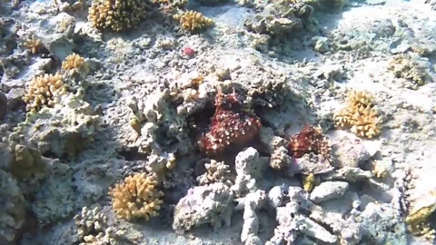 Two Reef Octopuses on Coral – One Resting, One Peeking from Den – Red Sea, Egypt Stock Footage 340251547