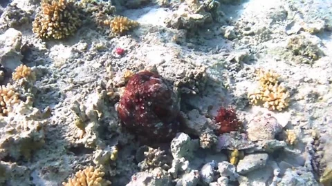 Two Reef Octopuses on Coral Reef – One Hiding in Den, Red Sea, Egypt Stock Footage 340251561