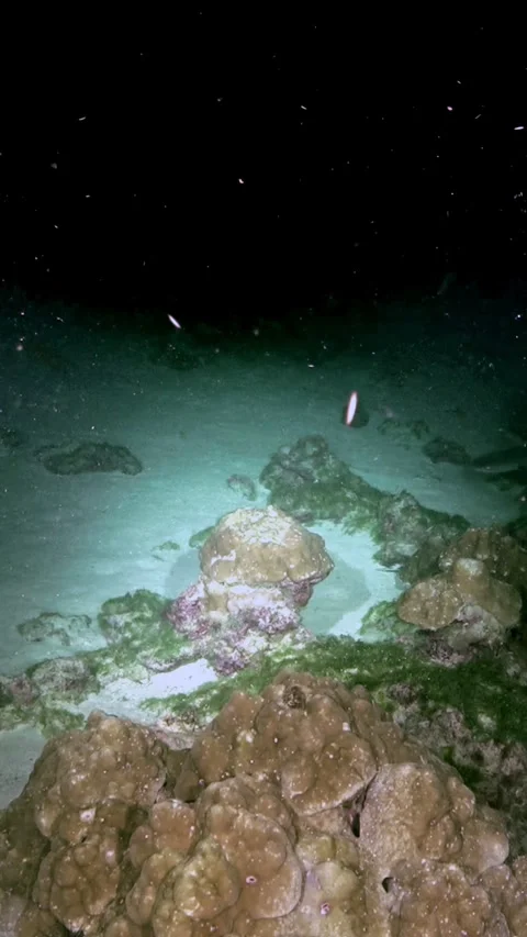 Two Reef Sharks Crossing Sandy Seabed Beyond Coral Foreground 스톡 동영상 344911332