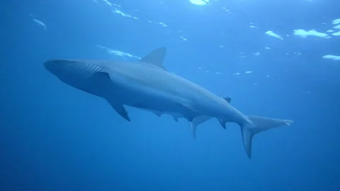 Two reef sharks smoothly swim by rising to the surface of the sea. Close up 库存影片 263745993
