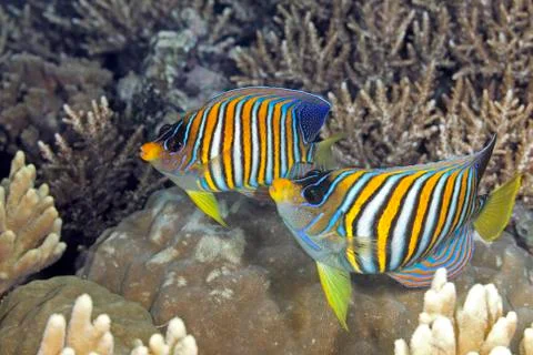Two Regal Angelfish Stock Photos