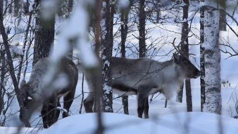 Two reindeer are browsing lichen from twigs in a snowy forest Vidéo 73863733