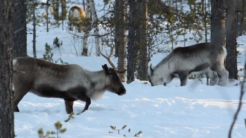 Two reindeer are digging in the snow for lichen Stock Footage 73934681