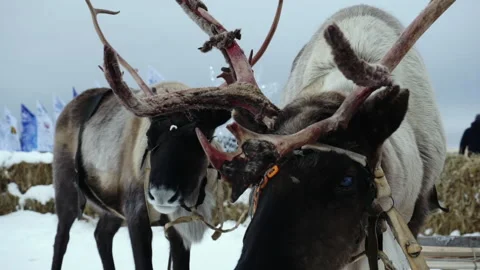 Two reindeer are harnessed to a team. Stock Footage 170364553