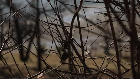 Two reindeer models made from sticks, twigs and logs on a countryside in early Video stock 296702886