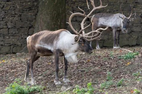 Two reindeer 스톡 사진