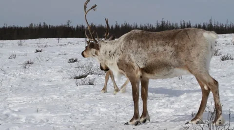 Two Reindeer in a winter scenery Video stock 44205743