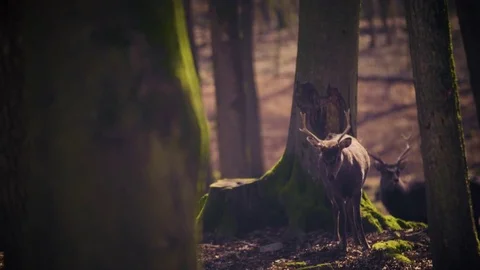 Two reindeers standing in forest Stock Footage 81618094