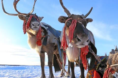 Two reindeers in a team Stock-Fotos