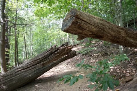 Two remnants of felled tree trunks in a forest Stock Photos
