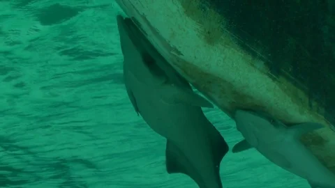 Two Remoras Stock Footage 85324252