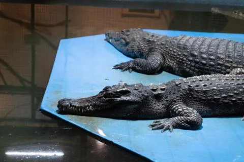 Two resting alligators on blue platform in aquarium habitat Stock Photos
