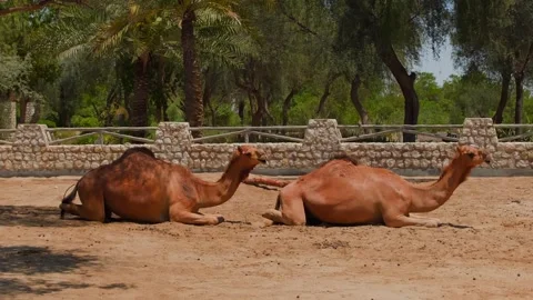 Two resting camels in enclosure with stone wall, palm trees Stock Footage 345700730