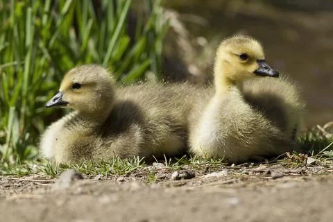 Two resting goslings. Stock Photos