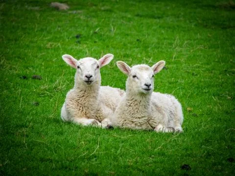 Two resting lambs Stock Photos