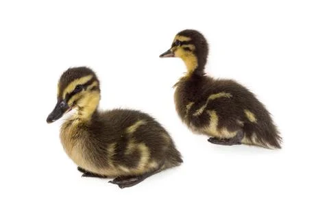 Two resting Mallard ducklings age 2 weeks. White background. Stock Photos