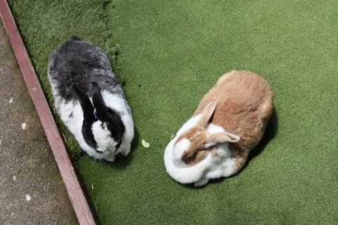 Two Resting Rabbits Artificial Grass Pair 写真素材