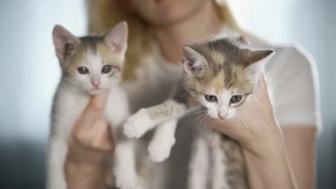 Two restless kittens in female hands. They do not like to sit still and almost Stock Footage 158997258