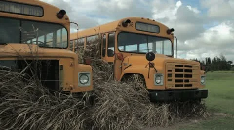 Two retired school bus Stock Footage 8912298