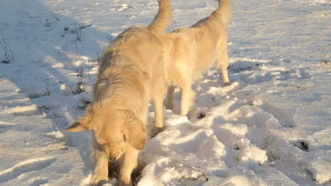 Two retrievers play in the snow Stock Footage 89884277