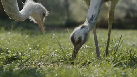Two rhea birds eating Stockbeeldmateriaal 95980455