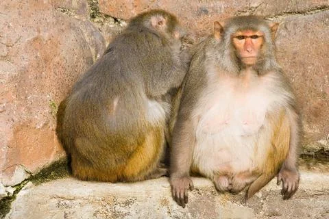 Two rhesus monkeys Stock Photos