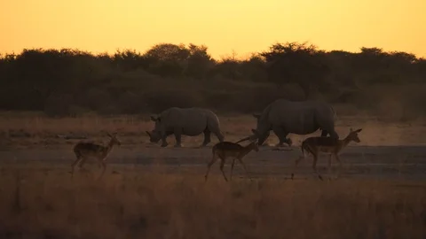 Two rhino and herd of impala walk across dusty, arid landscape at dusk in winter Stock-Footage 113893887