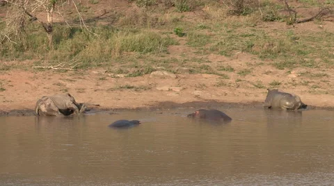 Two rhino and two hippos resting together in the water. Stock Footage 59088380