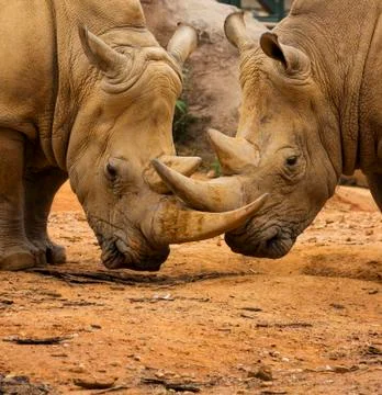 Two rhino locking horns Stock Photos