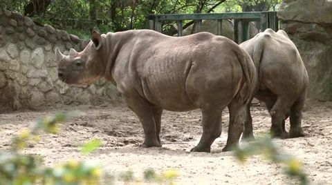 Two rhino in the zoo Stock Footage 37704389