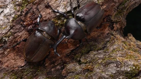 Two Rhinoceros Beetles Moving Together on Tree Bark Video stock 305717341