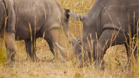 Two Rhinoceros eating grass Video stock 65993476
