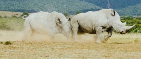 Two rhinoceros fighting in the African savanna Stock Footage