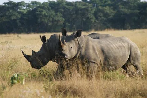 Two rhinoceros Stock Photos