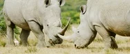 Two Rhinoceros Preparing To Fight In The African Savanna Stock Footage