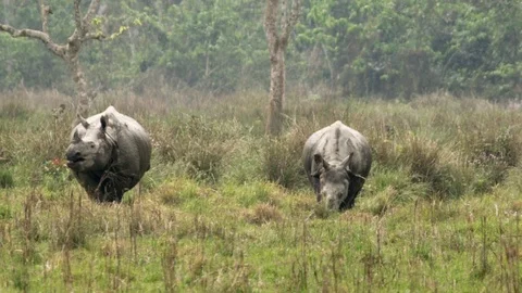 Two rhinoceros walking in a forest Stock Footage 113255121